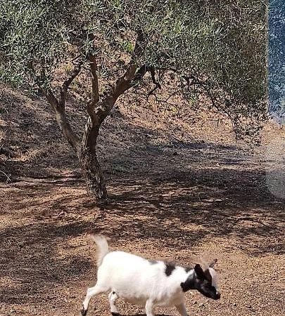 Tenda Etna Into The Wilde Montargano エクステリア 写真
